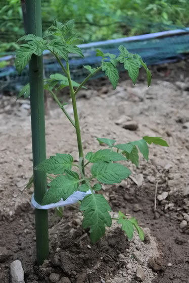植え付けたトマトに添え木を立てます。